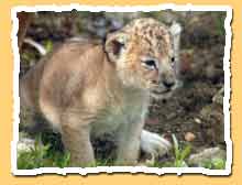 lionceau