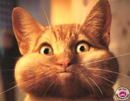 chat