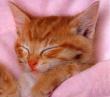 chaton