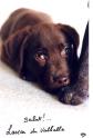 bb chien